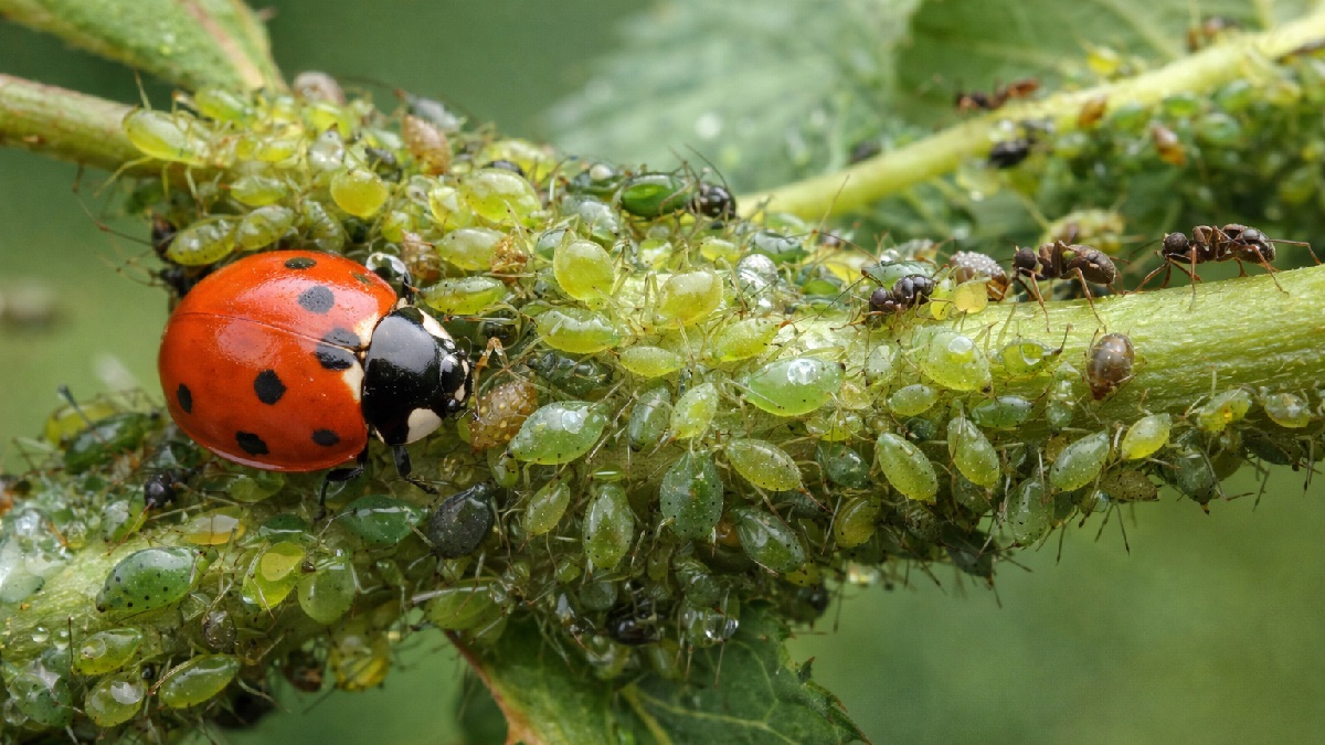 Aphids on plant leaves causing damage in garden