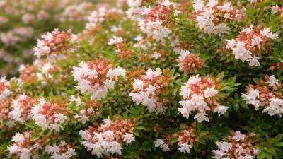 Abelia shrub growing in garden with green foliage and flowers