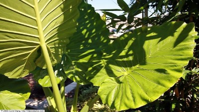 Alocasia Odora growing in garden with green foliage and flowers