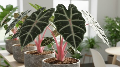 Alocasia Pink Dragon growing in garden with green foliage and flowers
