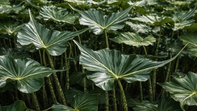 Healthy Alocasia Stingray plant showing long stingray-shaped leaf tips