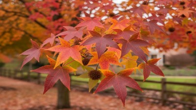 Healthy American sweetgum plant with green leaves in a garden