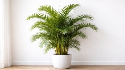 Healthy Areca palm (Dypsis lutescens) with feathery green fronds growing in bright light