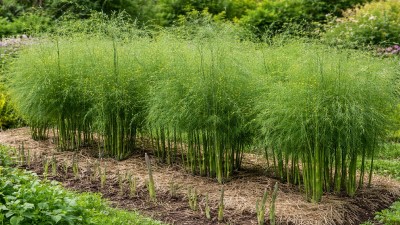 Healthy asparagus plant (Asparagus officinalis) with fern-like foliage growing in a sunny vegetable garden