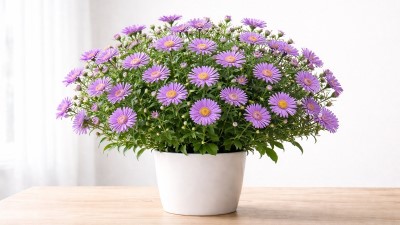 Healthy asters plant (Symphyotrichum spp.) with colorful daisy-like flowers blooming in a container