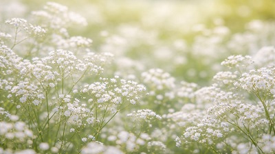 Baby’s Breath (Gypsophila) flowering in garden with delicate white blooms