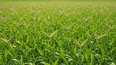 Bahia grass lawn with Y-shaped seed heads growing in sunny landscape